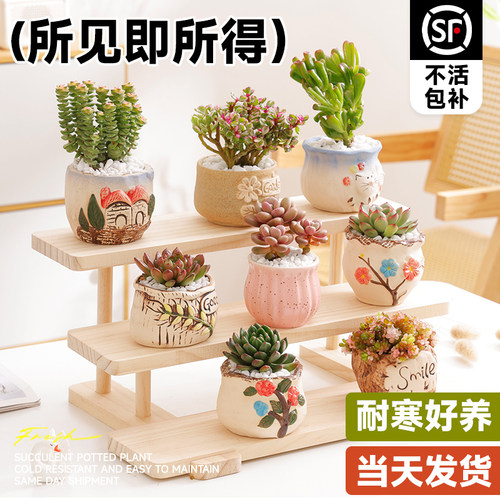 多肉植物大颗好养盆栽