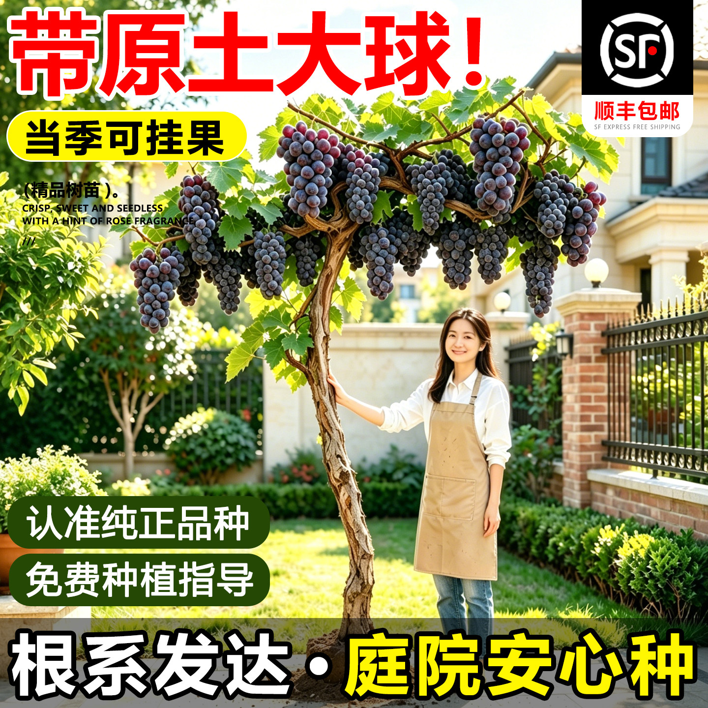 特大巨峰葡萄树苖带叶老桩盆地栽爬藤果苗阳光玫瑰南北方种植庭院