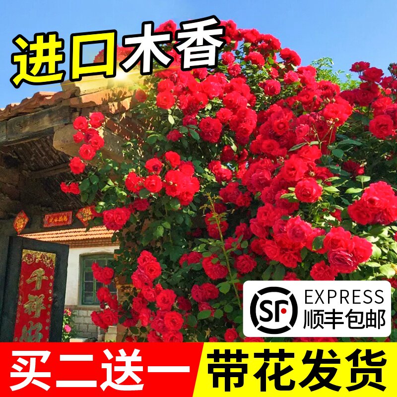 红木香花苗爬藤植物黄白木香树苗室内外庭院四季开花盆栽耐寒花卉