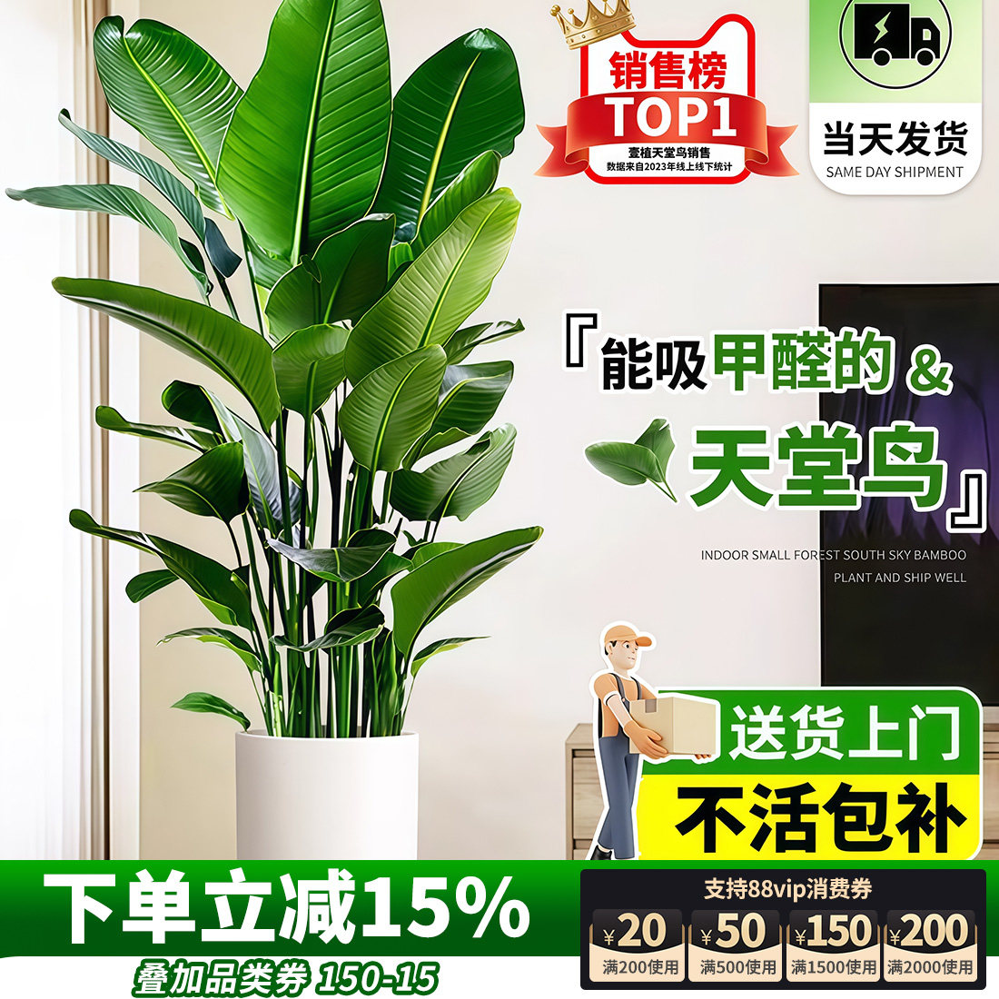 天堂鸟客厅大型绿植办公室内旺宅落地式大叶花卉鹤望兰吸甲醛植物