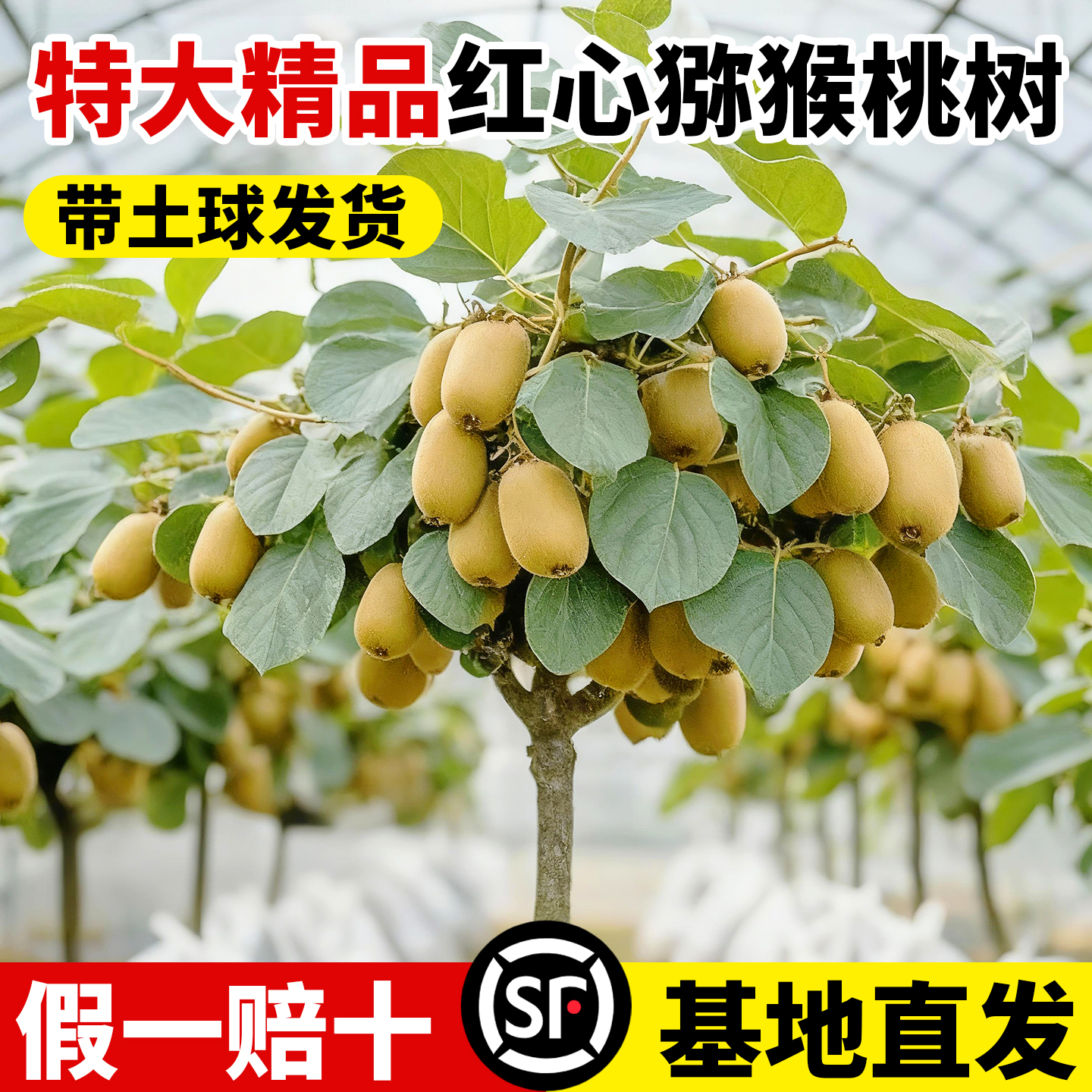 猕猴桃树果苗南北方种植当年结果