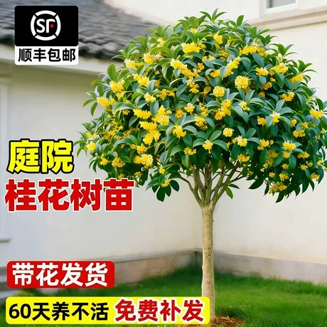 桂花树苗大树四季桂老桩庭院金桂八月桂室外种植别墅地栽花卉绿植