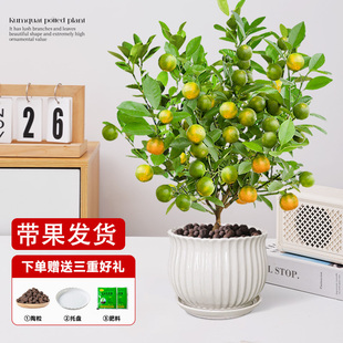金桔树盆栽带果可食用阳台庭院四季脆皮金橘桔子果树南方北方果苗