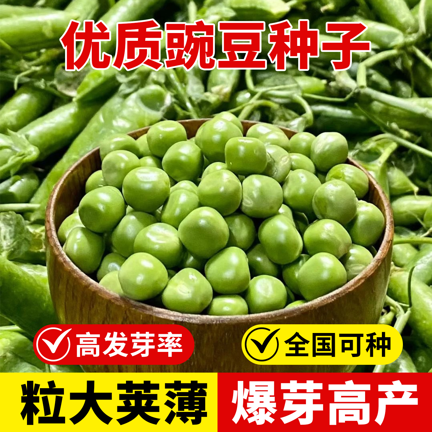 高产大粒豌豆种子耐寒早熟