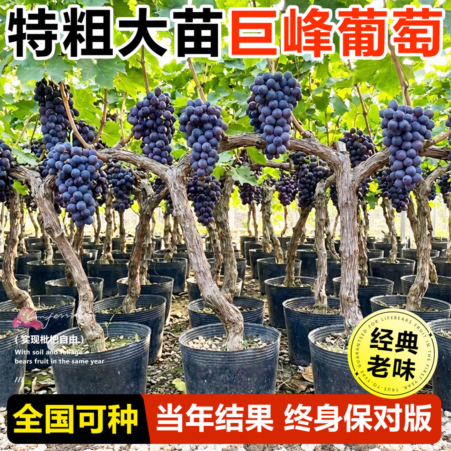 正宗葡萄树苖巨峰无籽阳光玫瑰爬藤蓝宝石老桩南北方种植当年结果