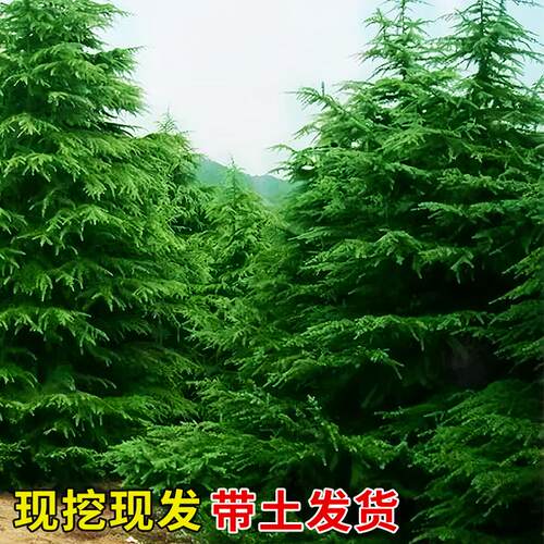 雪松树树苗黑松白皮松植物小苗庭院园林工程
