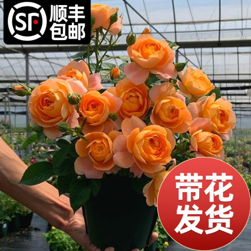 果汁阳台月季盆栽特大苗四季开花