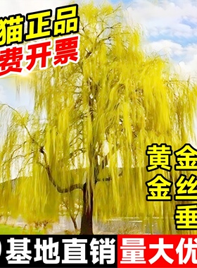 黄金柳金丝柳树树苗子垂柳行道庭院大树园林风景绿化盆栽河边倒柳
