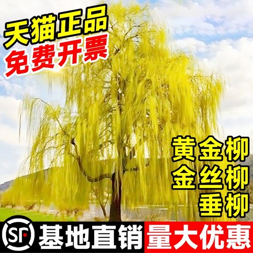 柳树树苗黄金柳垂柳树绿化风景苗