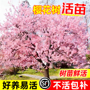 樱花树苗重瓣盆栽室内四季外阳台庭院植物活苗开花绿化风景树苗木