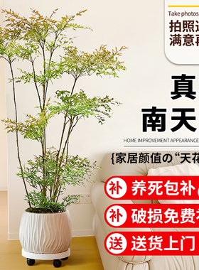 南天竹盆栽客厅大型真树蓝天竺办公室内老桩绿植四季常青火焰植物