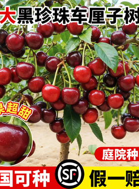 车厘子树苗樱桃树苗特大黑珍珠南方北方种植智利地栽矮化果树果苗