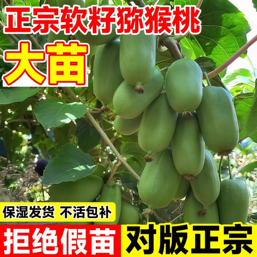 猕猴桃树果苗软枣嫁接南北方种植