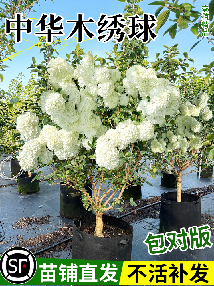 中华木绣球树苗大花斗球老桩别墅庭院地栽盆栽耐寒风景花卉好养活