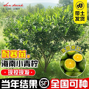 小青柠树苗海南柠檬苗青桔耐寒地栽庭院苗场盆栽果树果苗四季