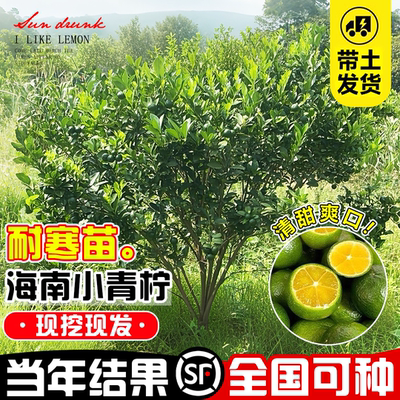 壹植耐寒小青柠树苗当年结果