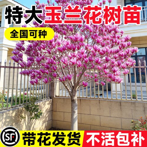 玉兰花树苗嫁接紫白黄玉兰带花苞