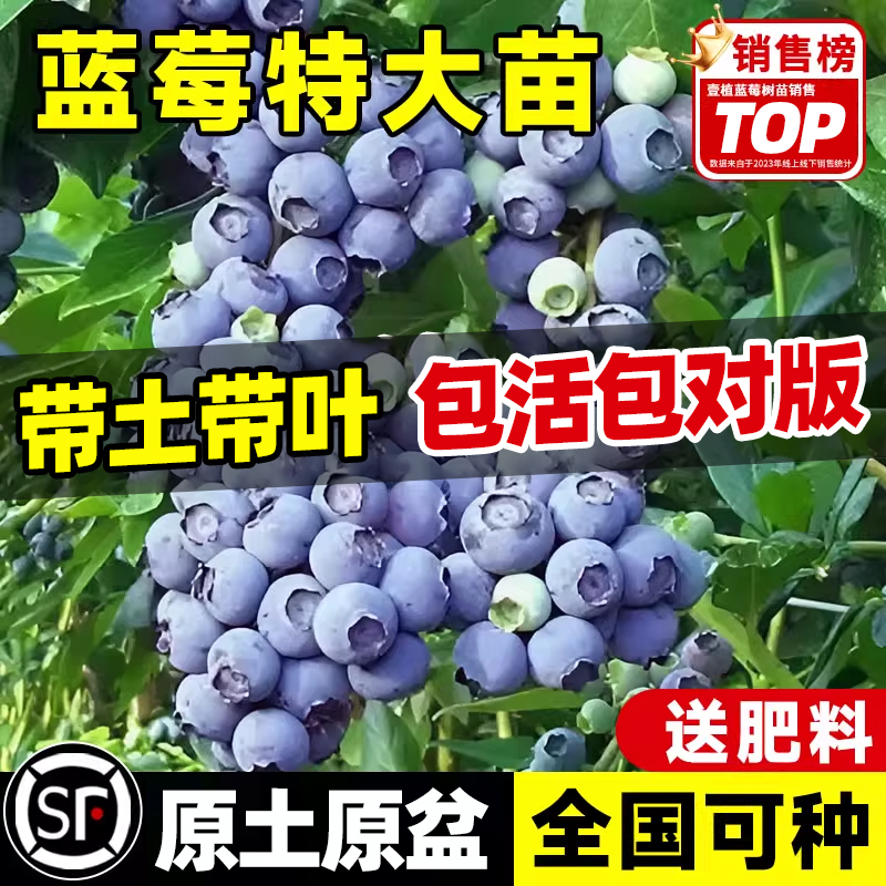 蓝莓树果苗盆栽种植耐寒果树
