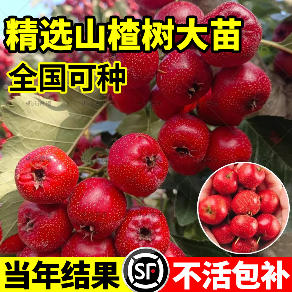 山楂树活苗盆栽南北种植不挑季节