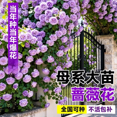 爬藤母本月季蔷薇花苗四季开花浓