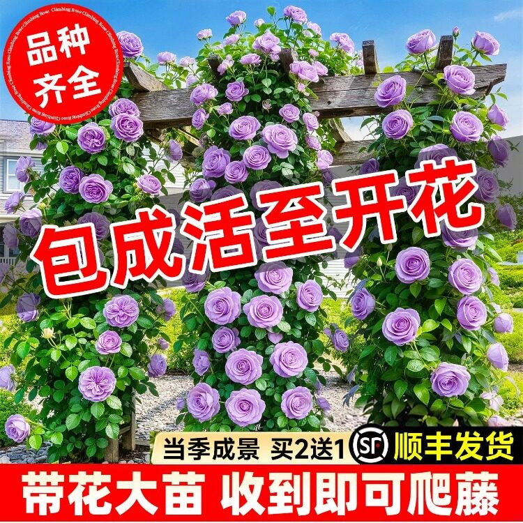 蓝色阴雨蔷薇母系大苗爬藤藤本月季爬藤植物开花室外花卉盆栽四季