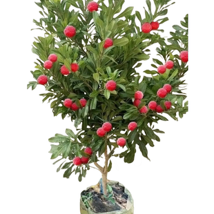 正宗仙居东魁杨梅树树苗嫁接果树苗庭院盆地栽南北方种植四季结果