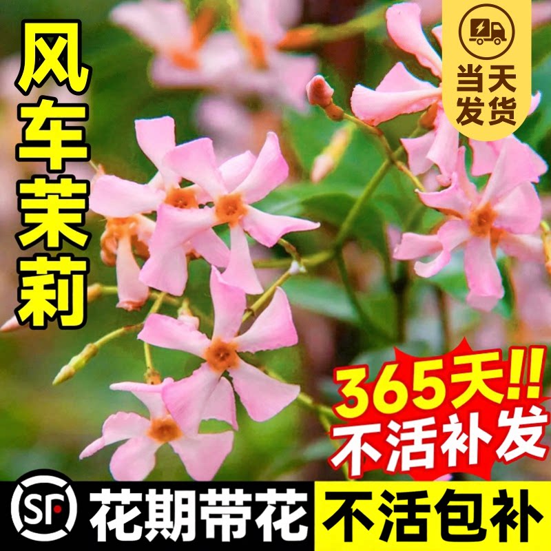 粉色风车茉莉盆栽好养爬藤耐寒室内四季花卉绿植阳台庭院耐热植物