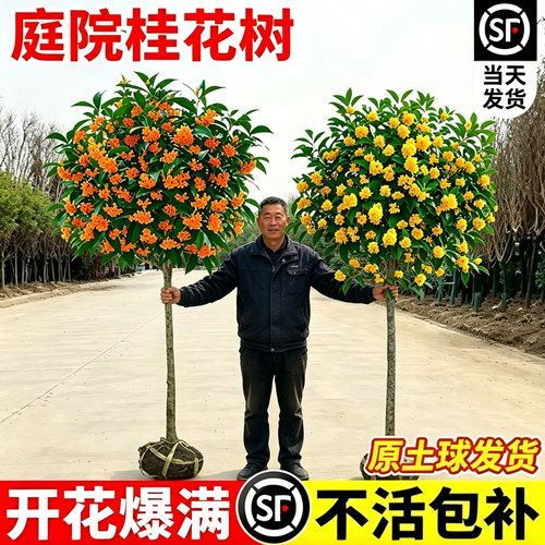 桂花树苗大树四季桂南北方种植