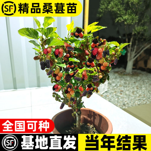 桑葚树苗台湾长果桑四季好养易活