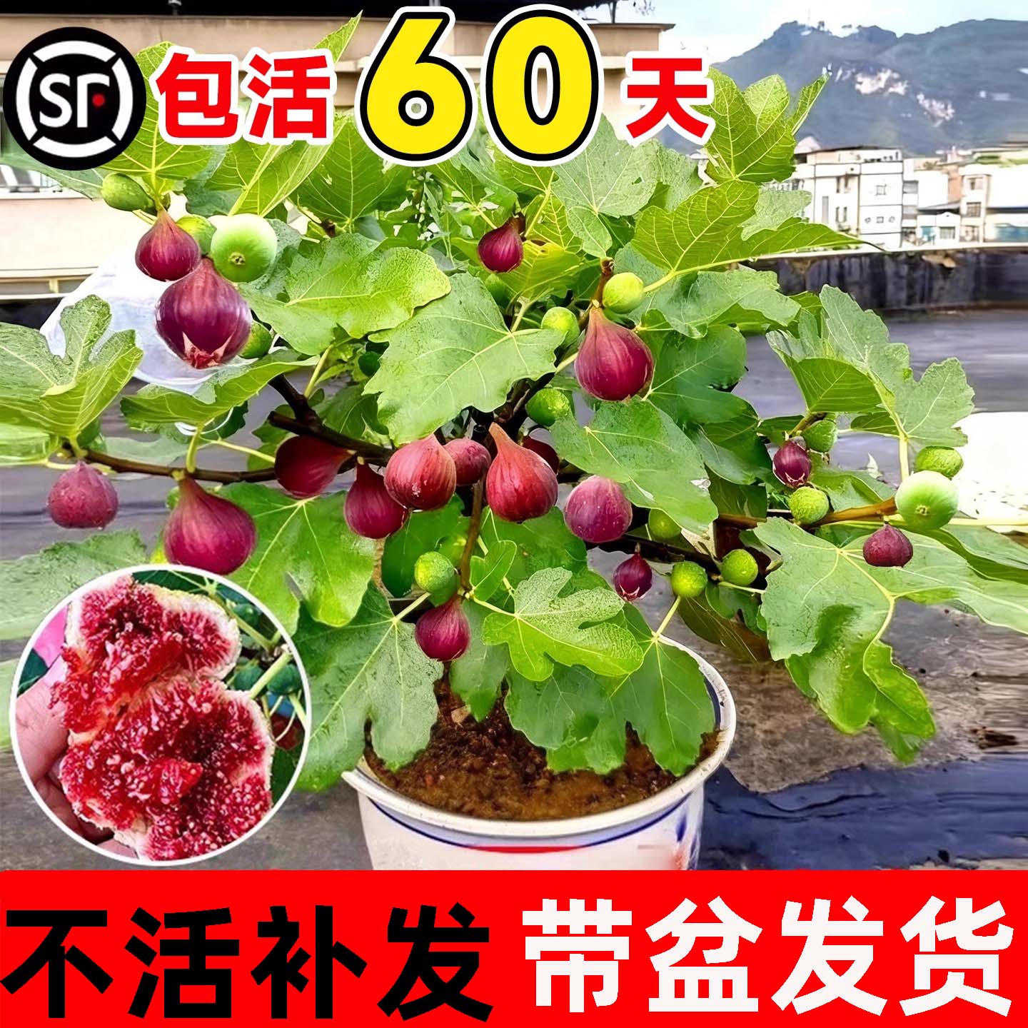 无花果树果苗盆栽特大格莱斯