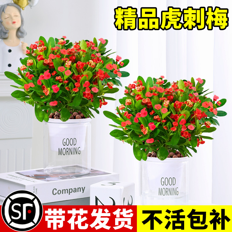 虎刺梅盆栽四季开花带花苞发货