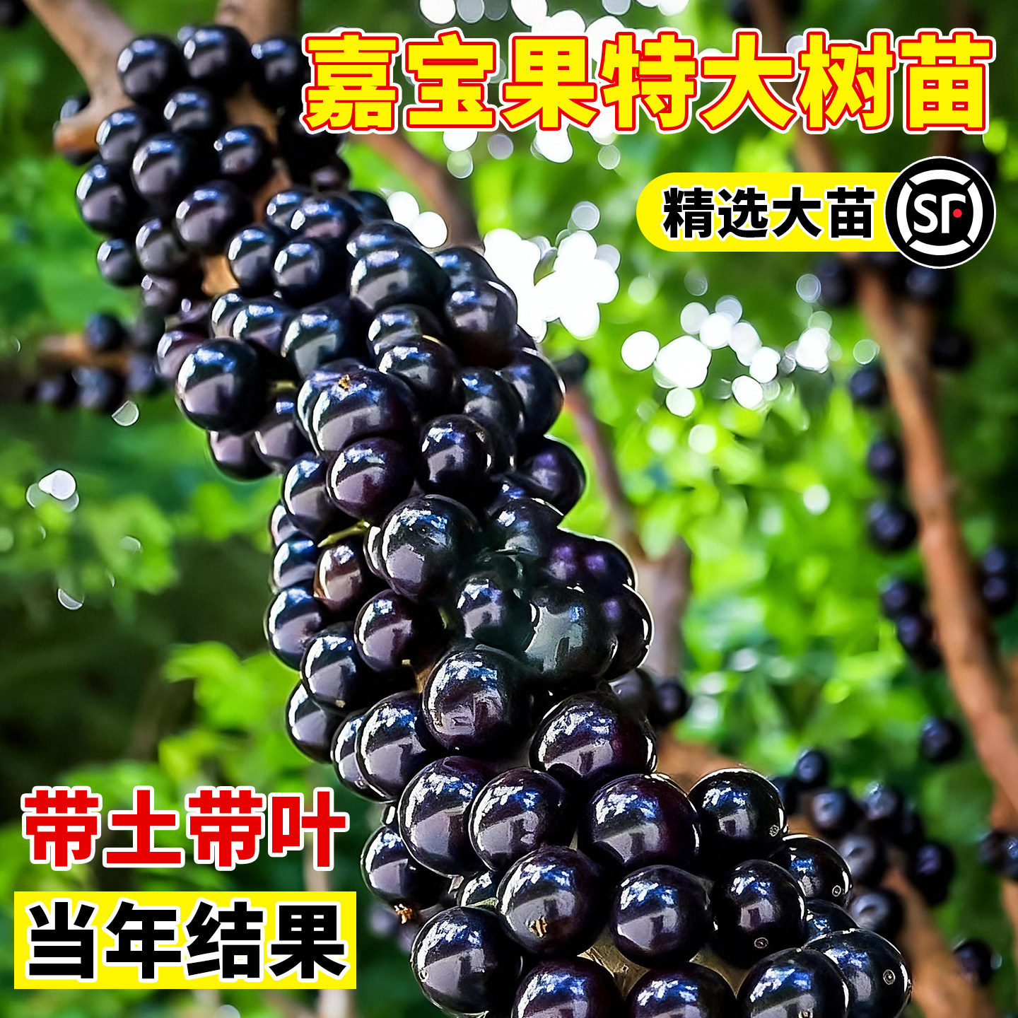 壹植当年结果嘉宝果特大苗图片