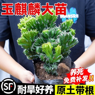 玉麒麟盆栽多肉植物室内客厅办公桌面旺财彩麒麟阳台大棵四季好养