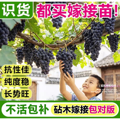 正宗巨峰葡萄树果苗嫁接苗爬藤