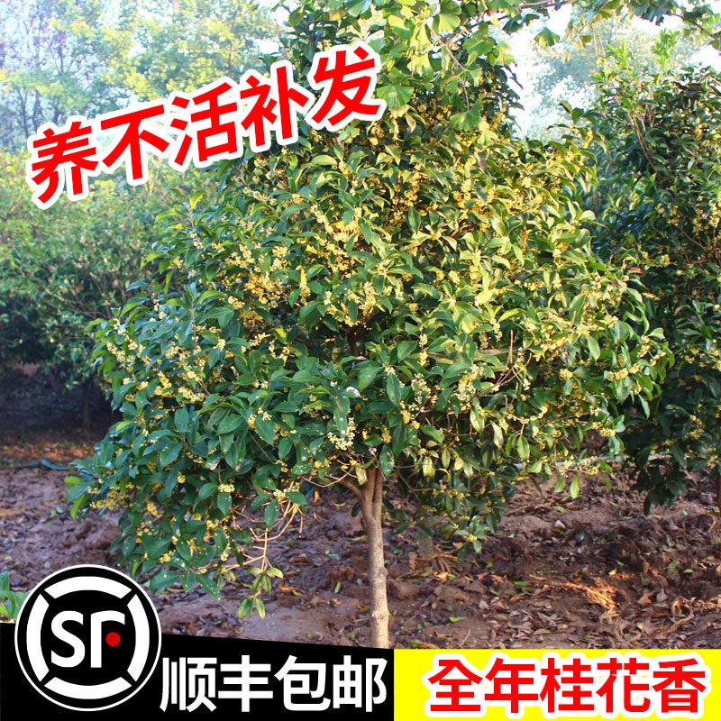 大型桂花树苗原生金桂丹桂庭院别墅地栽浓香型植物耐寒四季桂绿化