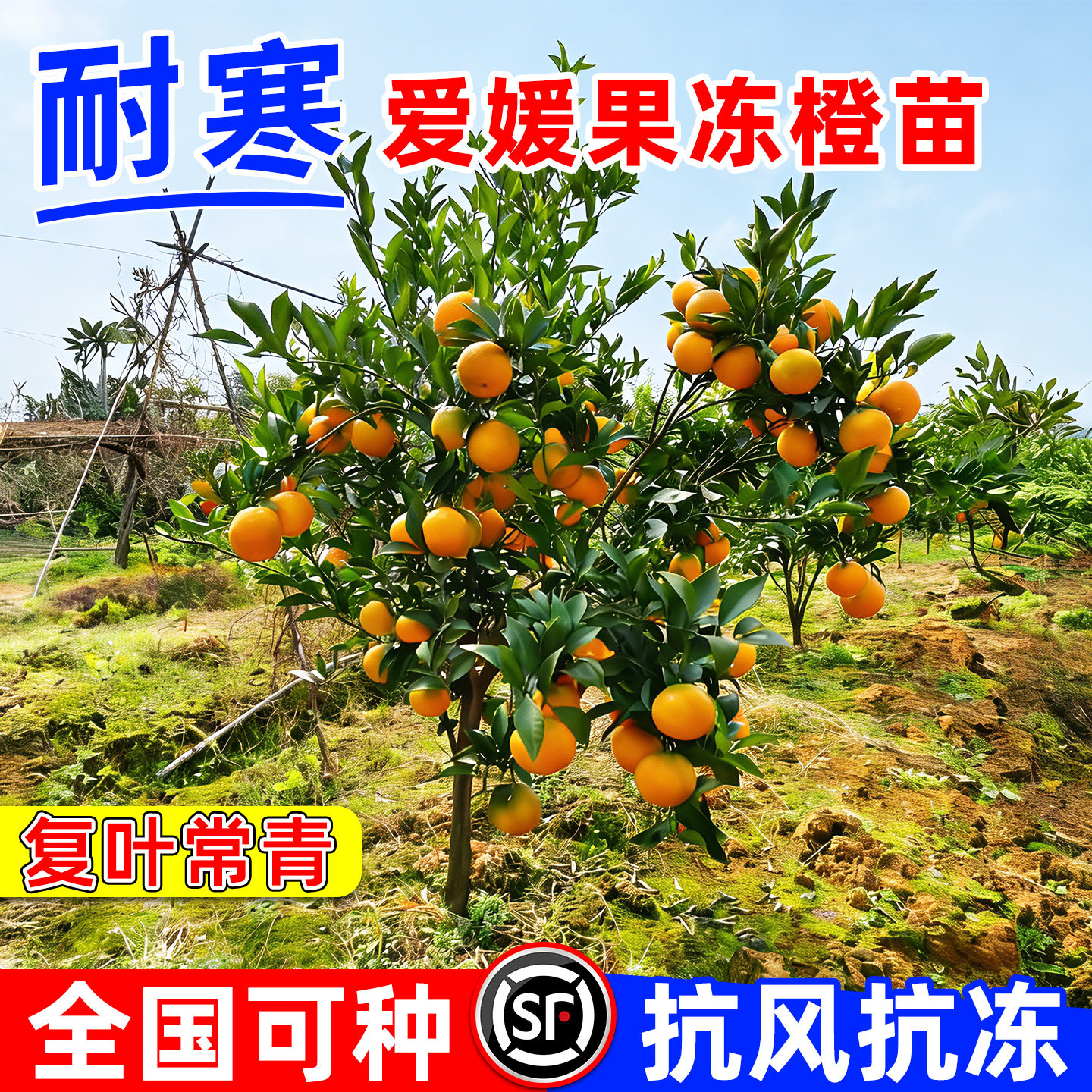 爱媛果冻橙树苗38号耐寒46号红美人苗场橙子果树当年结果四川成都