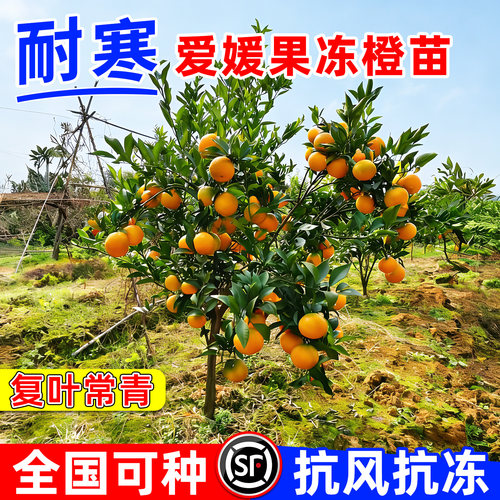 当年结果南北可种