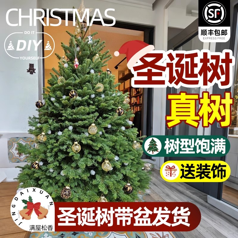 圣诞树真树客厅盆栽大型云杉树2025新款圣诞节家用诺贝松树