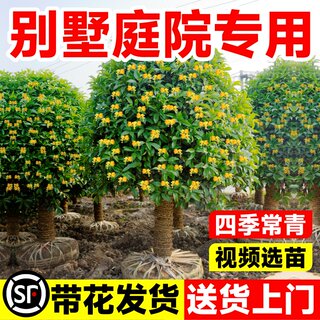 桂花树苗大树原生八月桂黄金桂室内外庭院盆栽地栽浓香型四季花卉