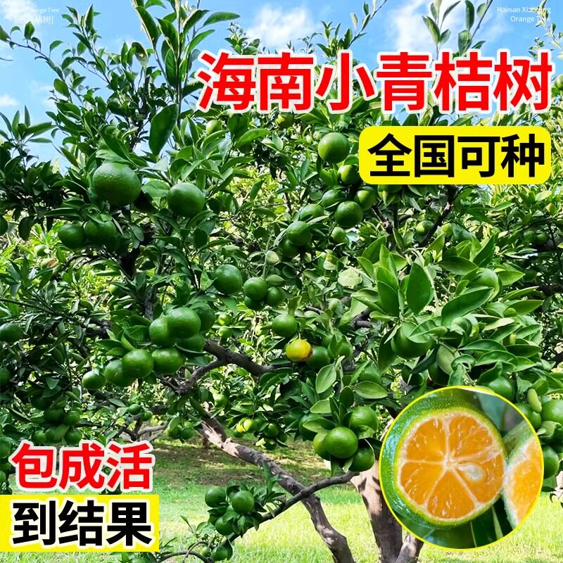 小青柠树苗海南青桔香水柠檬苗南方北方种植庭院果树果苗四季结果