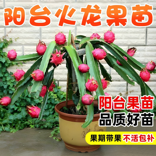 红心火龙果树果苗南北方种植带根