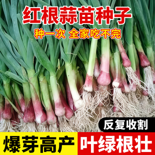 老品种蒜苗种子红头红皮紫根宽叶蒜苗种籽蔬菜种子葱种籽香葱种子