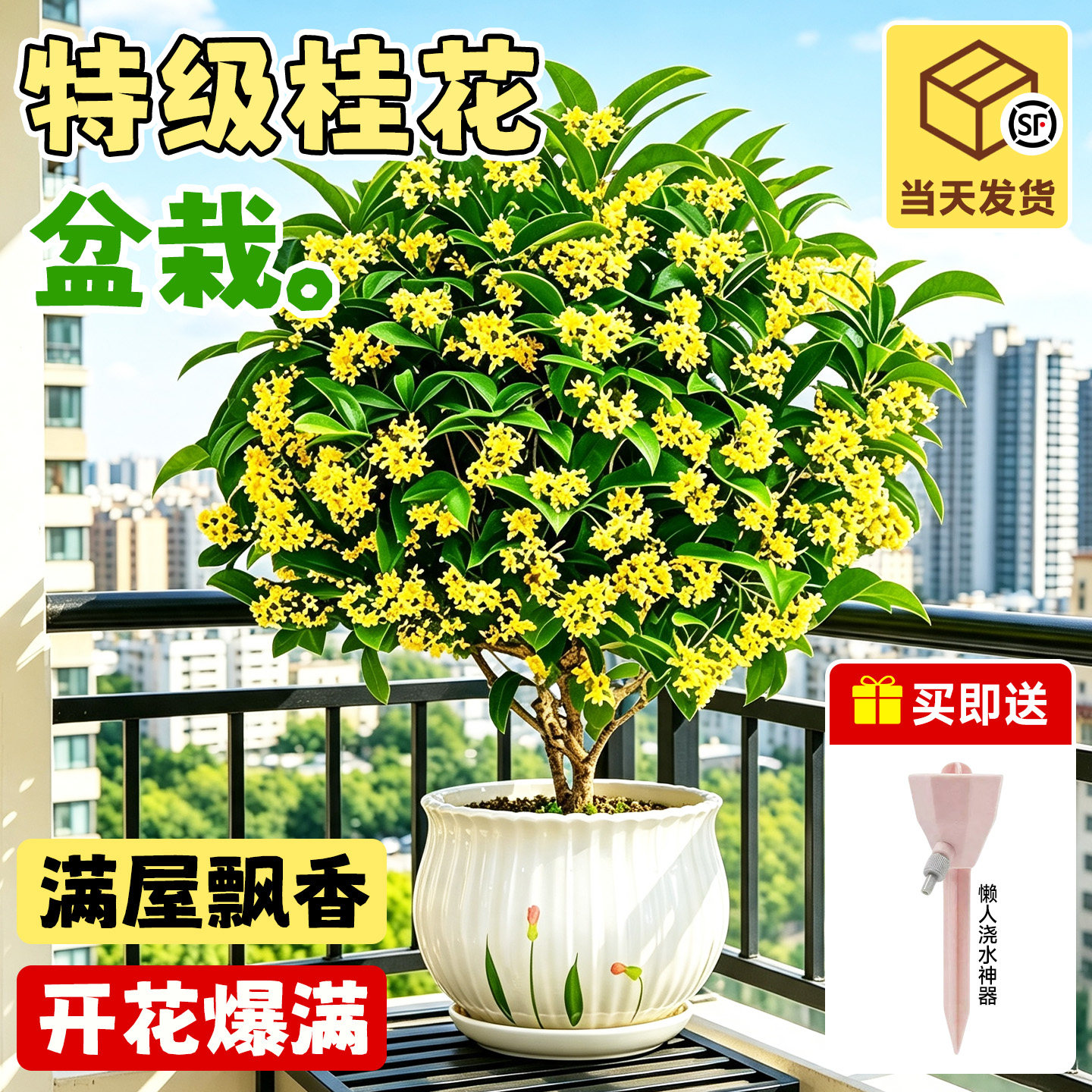 四季桂花盆栽阳台植物好养活图片