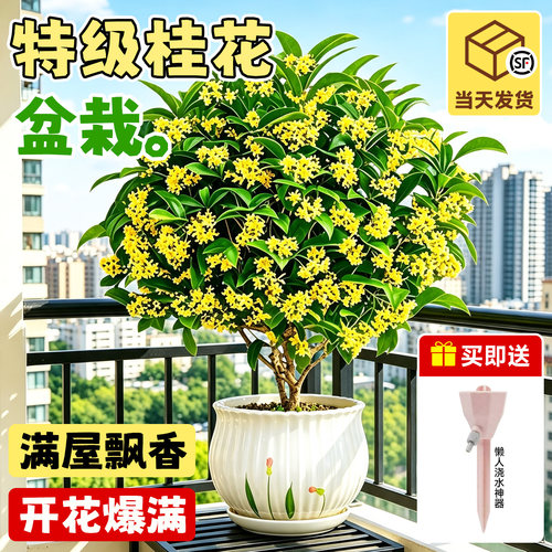 四季桂花盆栽阳台植物好养活