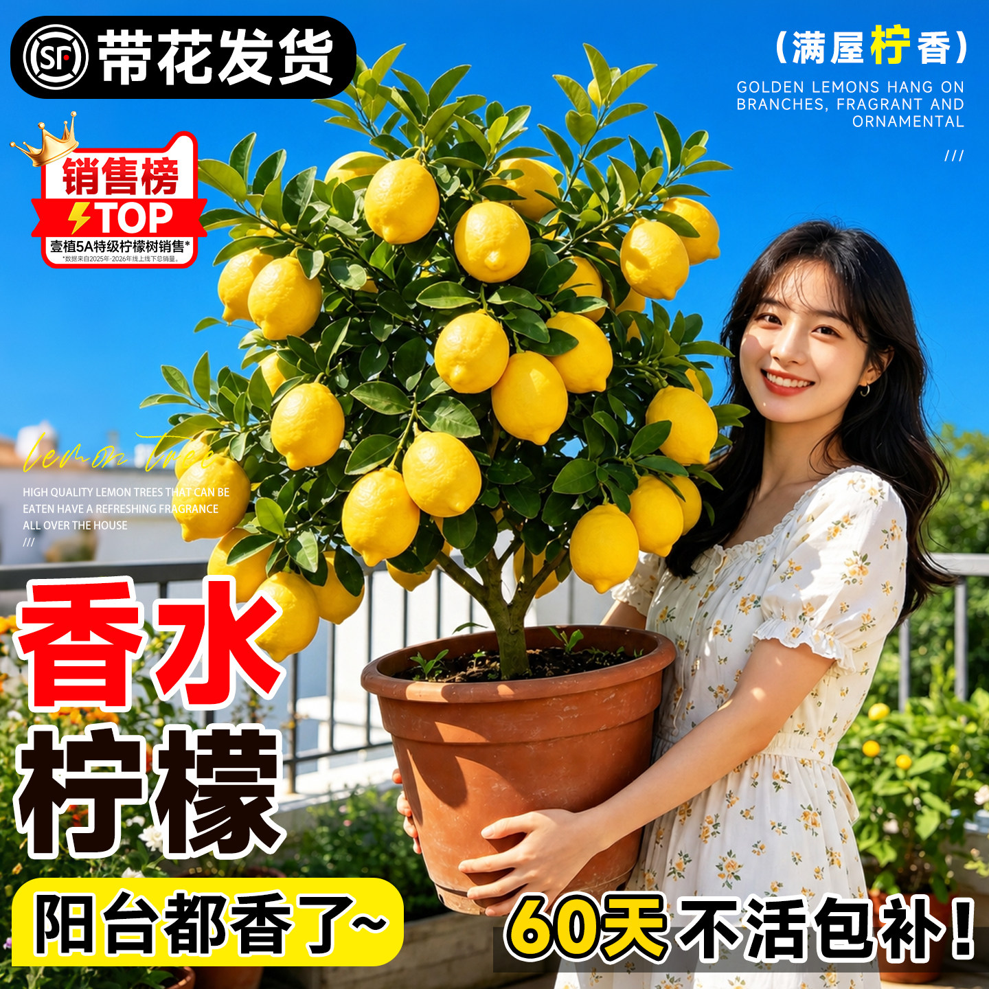 香水柠檬树盆栽水果树苗客厅绿植物带果可食用室内外阳台四季结果