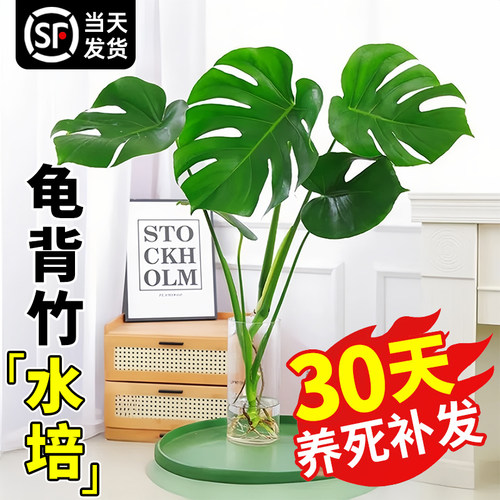 水培桌面大叶绿植好养除甲醛