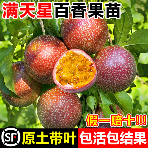 纯甜满天星百香果树苗