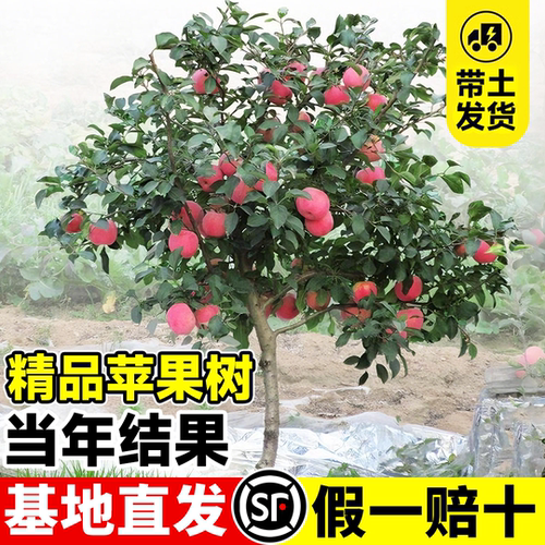 丑苹果果苗嫁接南北方种植冰糖心