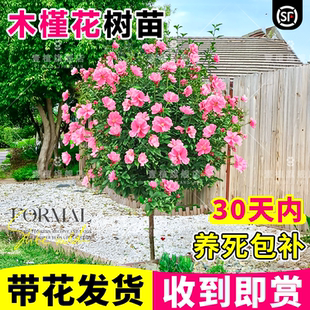 木槿花树苗盆栽重瓣可食用棒棒糖大苗室外庭院耐寒好养活花卉植物