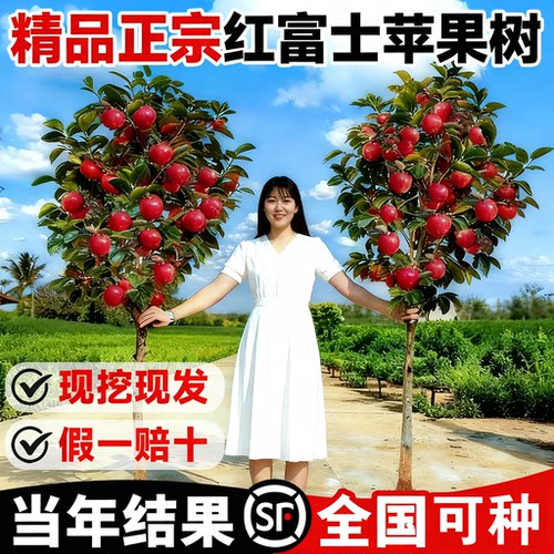 红富士苹果树苗南北方庭院种植